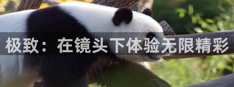 bbin视讯游戏平台：极致：在镜头下体验无限精彩